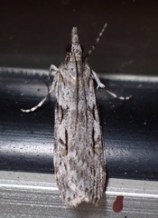 Scoparia halopis