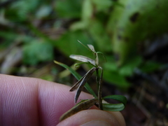 Galium uniflorum