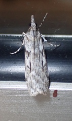 Scoparia halopis