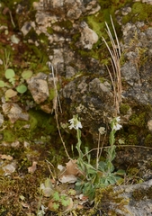 Arabis collina