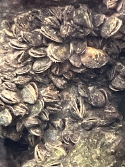 Dreissena polymorpha