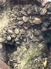 Dreissena polymorpha
