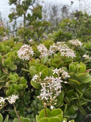 Crassula ovata