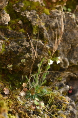 Arabis collina