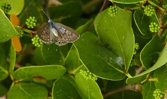 Leptotes pirithous