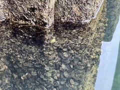 Dreissena polymorpha