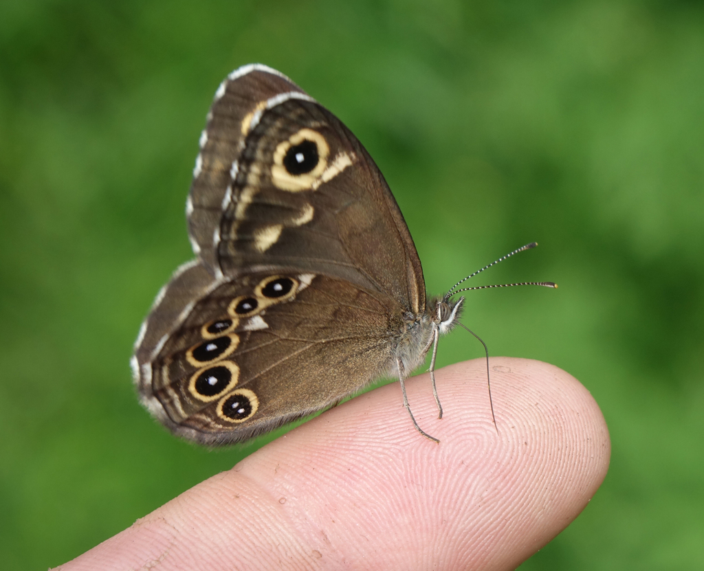 Lopinga deidamia