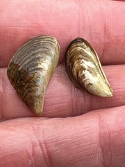 Dreissena polymorpha