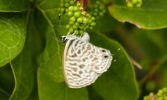 Leptotes pirithous