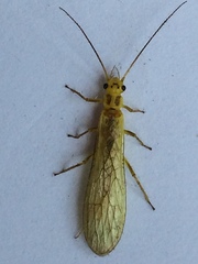 Perloidea