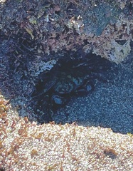 Pachygrapsus transversus