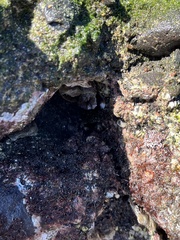 Pachygrapsus transversus