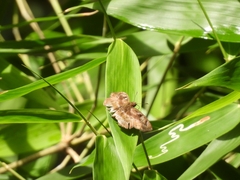 Quadrus cerialis