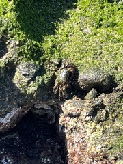 Pachygrapsus transversus