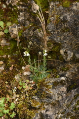 Arabis collina