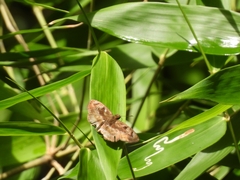 Quadrus cerialis
