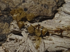 Trichia crateriformis