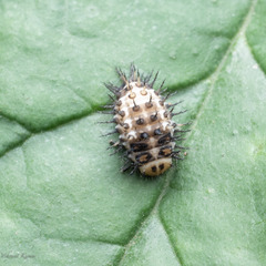 Curinus coeruleus