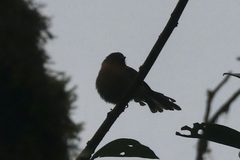 Mionectes oleagineus