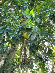 Citrus paridisi