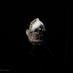 Eriovixia