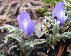 Astragalus uniflorus