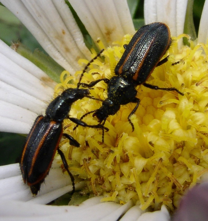 Astylus bolivianus