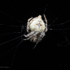 Eriovixia