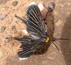 Barbicornis basilis acroleuca