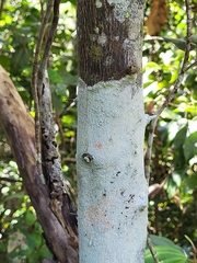 Citrus paridisi