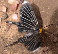 Barbicornis basilis acroleuca