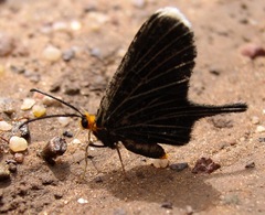 Barbicornis basilis acroleuca