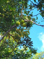 Citrus paridisi