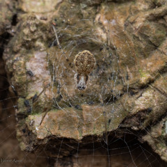 Herennia multipuncta