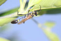 Sceliphron asiaticum