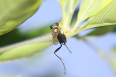 Sceliphron asiaticum
