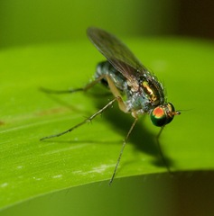 Dolichopus variabilis