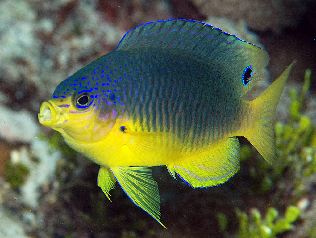 Pacific Cocoa Damselfish