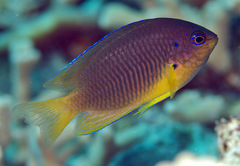 Pomacentrus bipunctatus