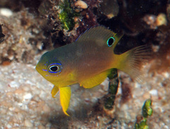 Pomacentrus bipunctatus