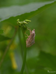 Evergestis isatidalis