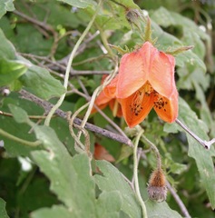 Caiophora canarinoides
