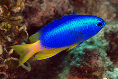 Pomacentrus micronesicus