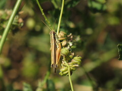 Dichroplus elongatus