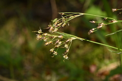 Luzula forsteri
