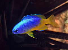 Pomacentrus micronesicus