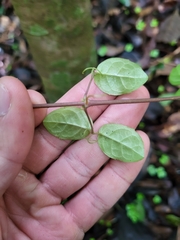 Bignonia aequinoctialis