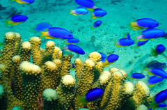 Pomacentrus micronesicus