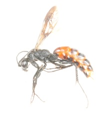 Priocnemis