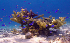 Pomacentrus micronesicus